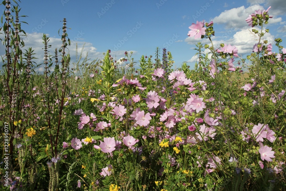 Obraz premium Flower meadow, Allgaeu, Bavaria, Germany, Europe