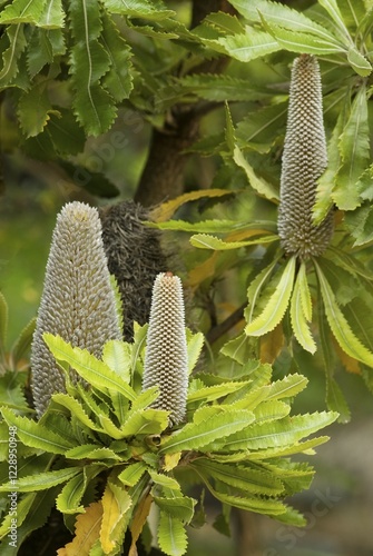 Saw Banksia or Old Man Banksia (Banksia serrata) photo