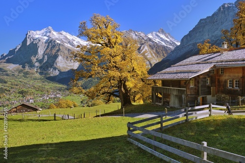 Alpine hut with autumn-coloured Sycamore maple (Acer pseudoplatanus) above Grindelwald, behind it Wetterhorn and Schreckhorn, Grindelwald, Canton Bern, Switzerland, Europe photo