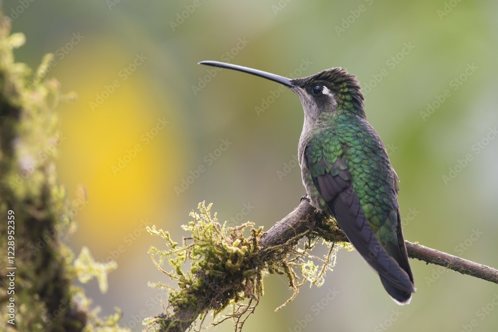 Fototapeta premium Magnificent Hummingbird (Eugene fulgens) perched on a branch, female, Los Quetzales National Park, Costa Rica, Central America