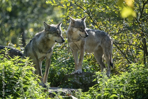 Two European Gray wolves (canis lupus) stand attentively in the bushes, captive, France, Europe photo