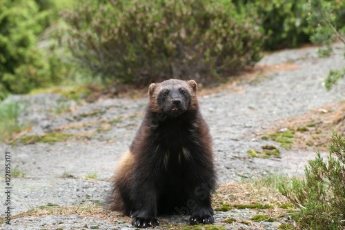 Wolverine or Glutton (Gulo gulo), Sweden, Europe