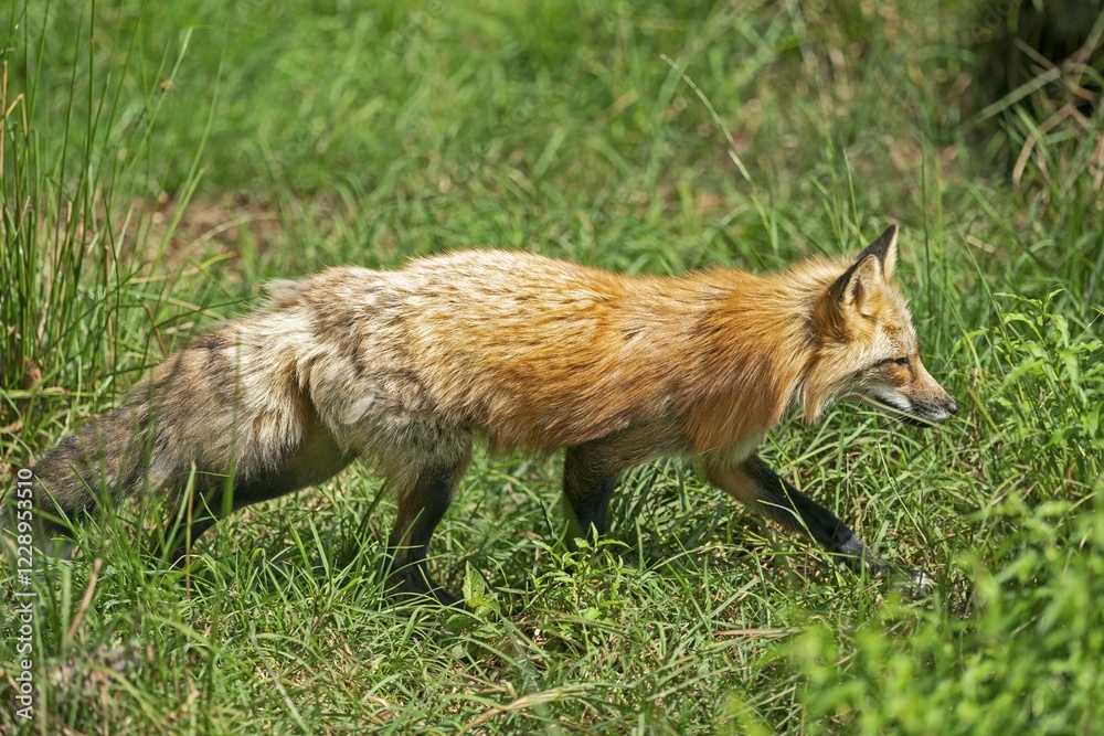 Red fox (Vulpes vulpes) runs through meadow, France, Europe Red fox (Vulpes vulpes) runs through meadow, France, Europe