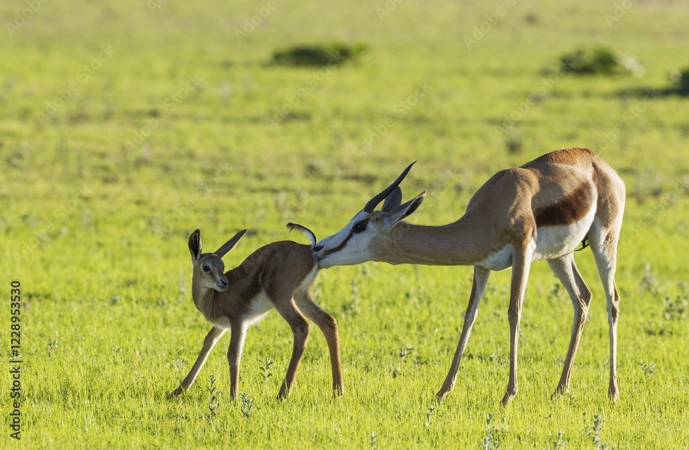 Fototapeta premium Springboks (Antidorcas marsupialis), ewe cleans newborn lamb, during the rainy season in green surroundings, Kalahari Desert, Kgalagadi Transfrontier Park, South Africa, Africa