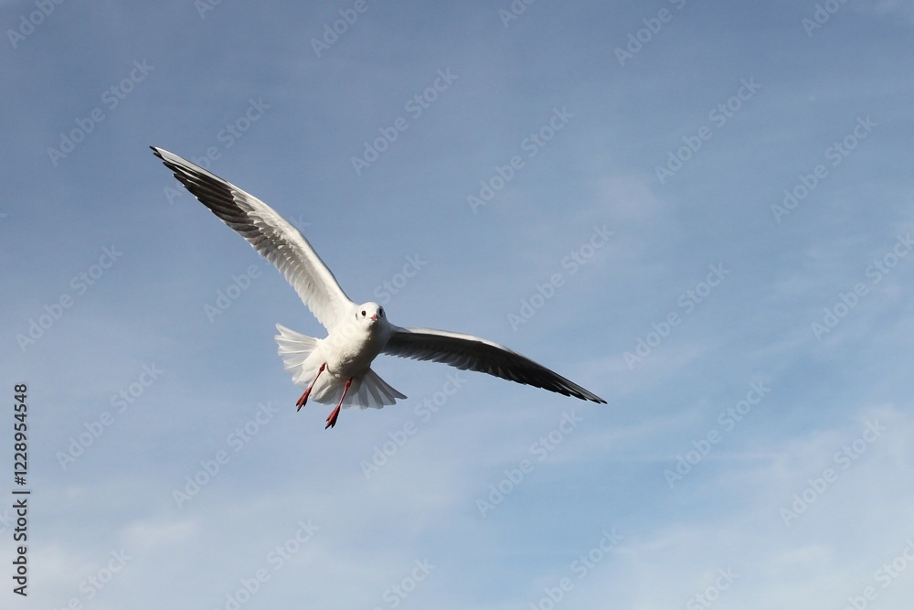 Black-headed gull (Larus ridibundus), in non-breeding plumage, in flight, Bavaria, Germany, Europe Black-headed gull (Larus ridibundus), in non-breeding plumage, in flight, Bavaria, Germany, Europe