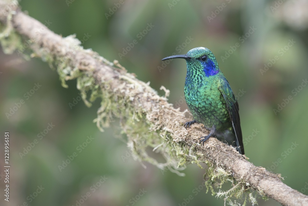 Green violetear (Colibri coruscans) sitting on branch, Los Quetzales National Park, Costa Rica, Central America