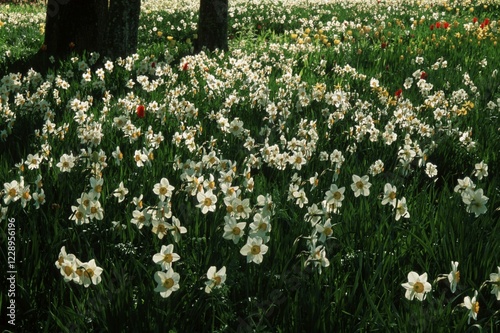 Daffodils / (Narcissus pseudonarcissus)