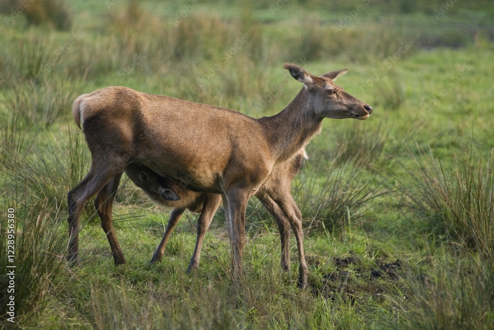 Obraz premium Red Deers (Cervus elaphus), female with suckling young, enclosure