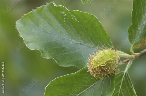 Beech, beechnut and leaves in spring, North Rhine-Westphalia, Germany (Fagus sylvatica)