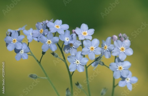 Wood Forgetmenot, Schleswig-Holstein, Germany (Myosotis sylvatica) photo