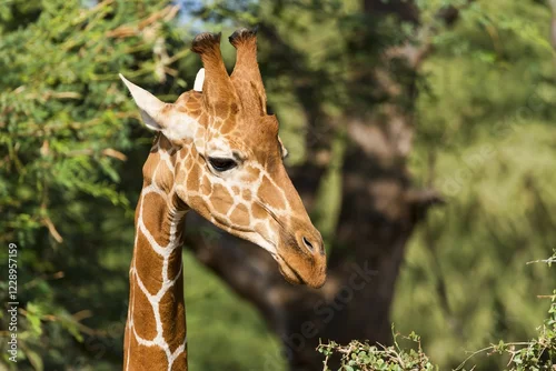 Fototapeta Reticulated giraffe or Somali giraffe (Giraffa reticulata camelopardalis), portrait, Samburu National Reserve, Kenya, Africa