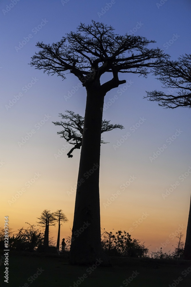 Obraz premium Avenue of the Baobabs, African baobab (Adansonia digitata), at sunset, Morondava, Madagascar, Africa