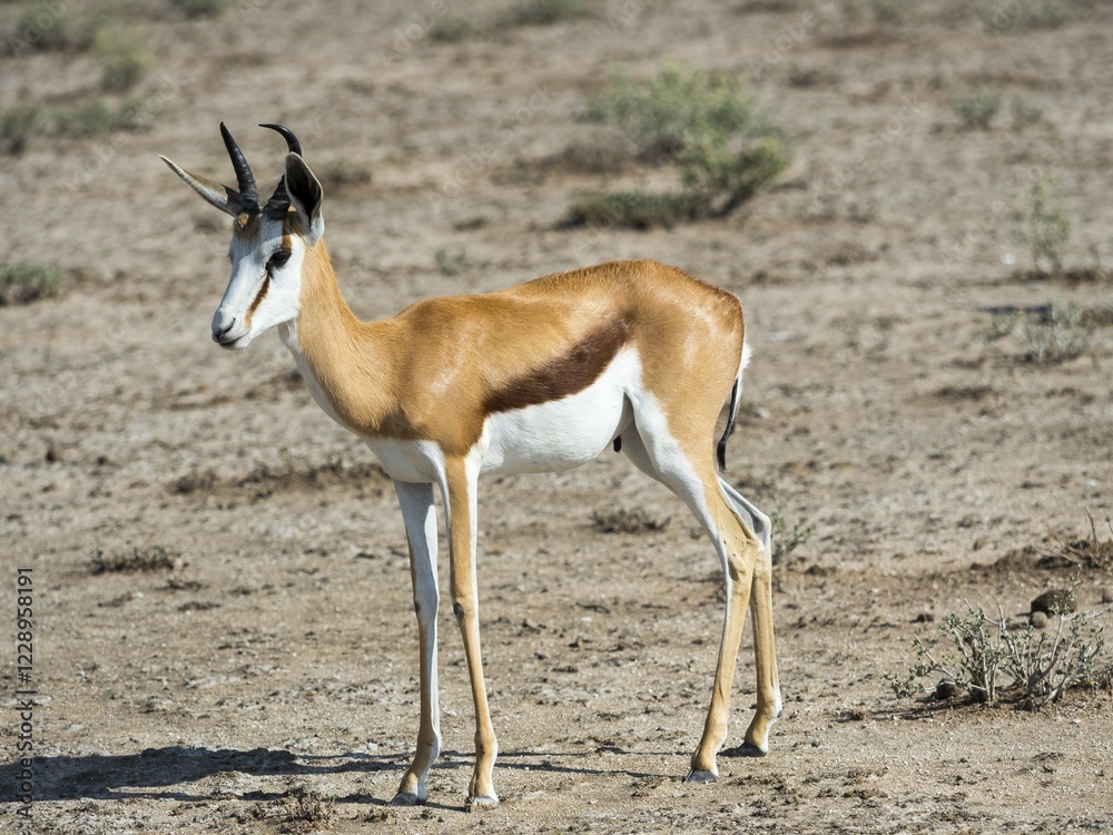 Springbok (Antidorcas marsupialis), near Okaukuejo, Etosha National Park, Namibia, Africa Springbok (Antidorcas marsupialis), near Okaukuejo, Etosha National Park, Namibia, Africa