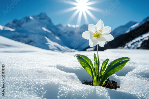 In the snow, there is an elegant white flower blooming on top of it. The sun shines brightly in front and behind. In between them stand three green leaves that have just sprung from the ground. 
