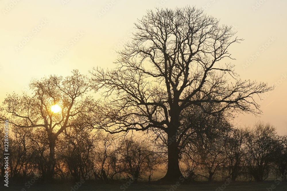 Fototapeta premium Sunrise with trees and fog, Rheinberg, Niederrhein, North Rhine-Westphalia, Germany, Europe