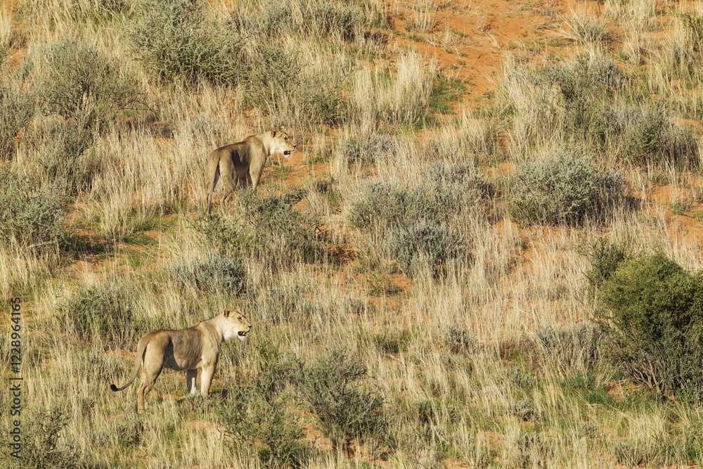 Lionesses (Panthera leo), two females at a grass-grown sand dune, Kalahari Desert, Kgalagadi Transfrontier Park, South Africa, Africa