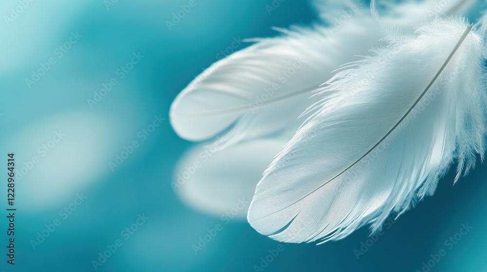 Obraz premium Two delicate white feathers against a teal background.