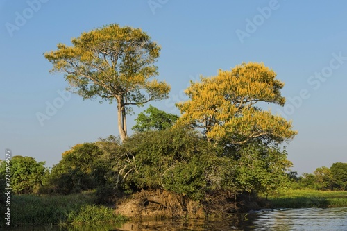 Vochysia divergens trees along the Cuiaba River, Pantanal, Mato Grosso State, Brazil, South America photo
