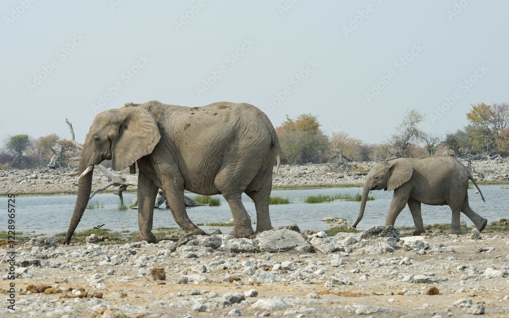 Fototapeta premium African elephants (Loxodonta africana), female with young at a waterhole, Etosha National Park, Namibia, Africa