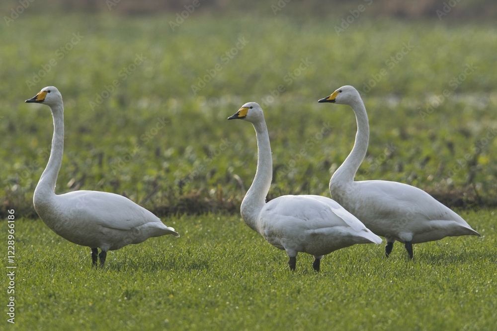 Whooper swans (Cygnus cygnus), standing in a meadow, Emsland, Lower Saxony, Germany, Europe Whooper swans (Cygnus cygnus), standing in a meadow, Emsland, Lower Saxony, Germany, Europe