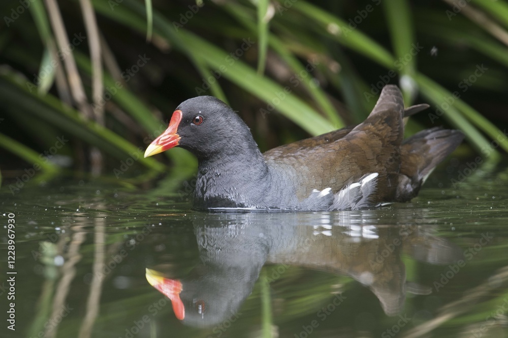 Common moorhen (Gallinula chloropus) swimming in the water, Emsland, Lower Saxony, Germany, Europe Common moorhen (Gallinula chloropus) swimming in the water, Emsland, Lower Saxony, Germany, Europe
