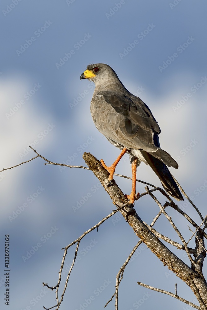 Eastern Chanting Goshawk (Melierax poliopterus), Tsavo West National Park, Kenya, East Africa, Africa Eastern Chanting Goshawk (Melierax poliopterus), Tsavo West National Park, Kenya, East Africa, Africa