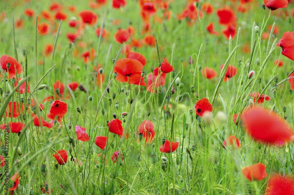 Poppies (Papaver rhoeas) growing in a wheat field, PublicGround Poppies (Papaver rhoeas) growing in a wheat field, PublicGround
