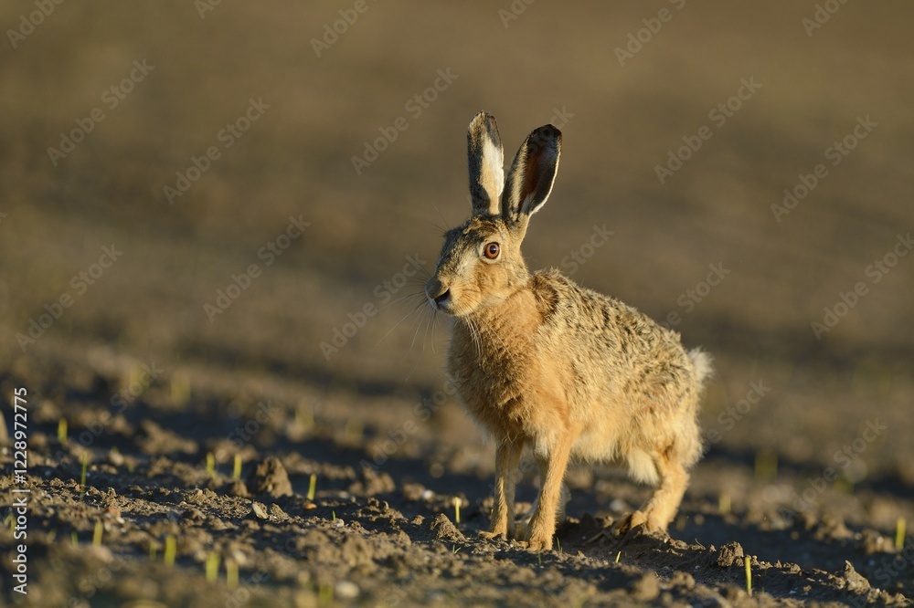 Fototapeta premium Sitting Hare (Lepus europaeus) in a field, North Rhine-Westphalia, Germany, Europe