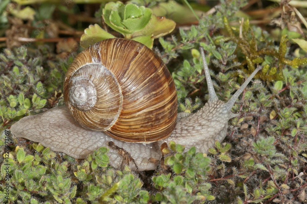 Burgundy snail (Helix pomatia), Germany, Europe Burgundy snail (Helix pomatia), Germany, Europe