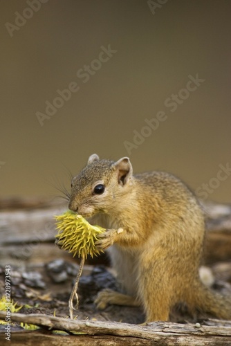 Tree Squirrel (Paraxerus cepapi), feeding on the flower of a tree, Kruger National Park, South Africa, Africa photo