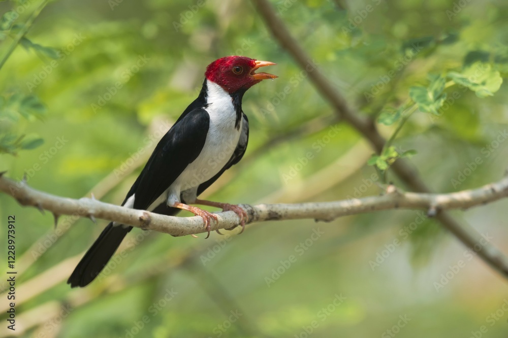 Obraz premium Yellow-billed Cardinal (Paroaria capitata), male, Pantanal, Mato Grosso, Brazil, South America