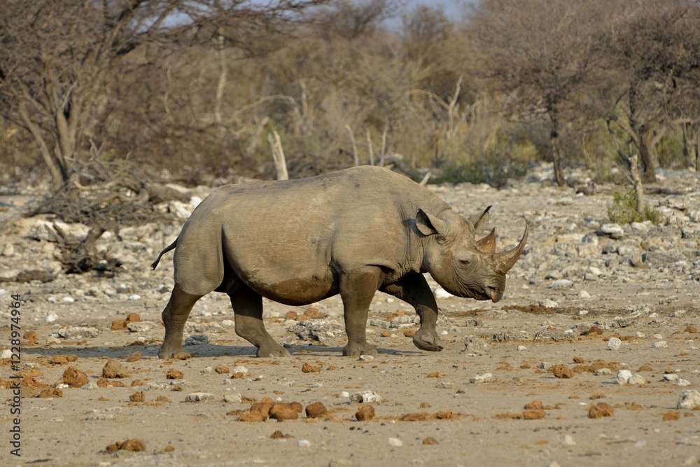 Obraz premium Hook-lipped rhinoceros or Black rhinoceros (Diceros bicornis), Chudop, Etosha National Park, Namibia, Africa