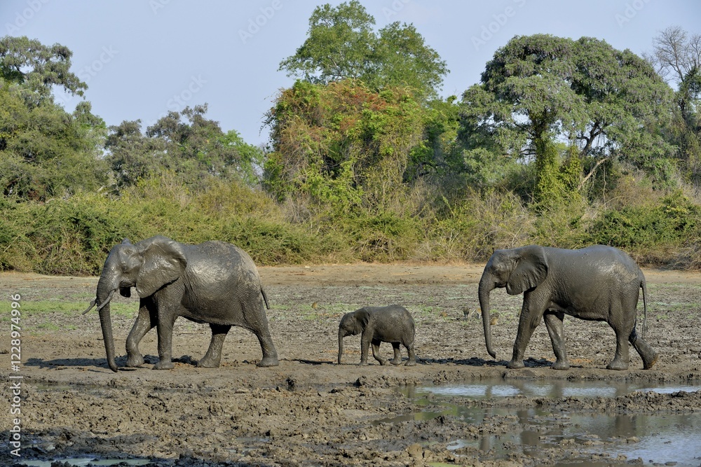 Fototapeta premium African elephants (Loxodonta africana), elephant family, baby elephant, Kanga waterhole, Mana Pools National Park, Mashonaland West Province, Zimbabwe, Africa