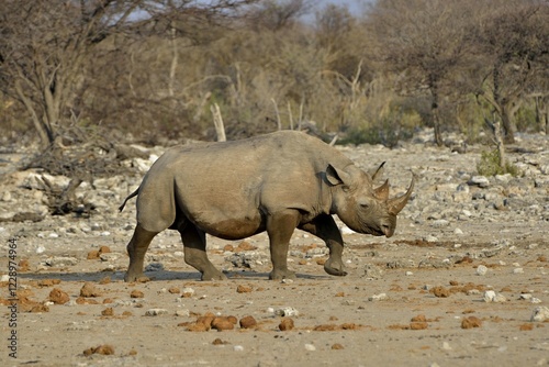 Hook-lipped rhinoceros or Black rhinoceros (Diceros bicornis), Chudop, Etosha National Park, Namibia, Africa photo