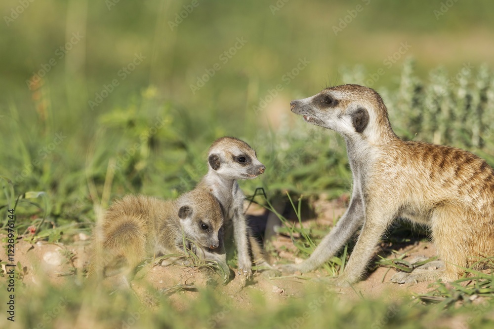 Fototapeta premium Suricates (Suricata suricatta), female with two young at their burrow, during the rainy season in green surroundings, Kalahari Desert, Kgalagadi Transfrontier Park, South Africa, Africa