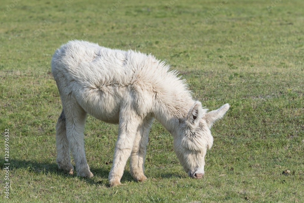Obraz premium Austria-Hungarian white donkey (Equus asinus asinus), Neusiedler-See national park , Burgenland, Austria, Europe