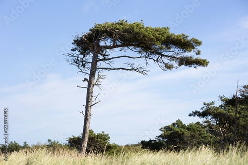 Canvastavla Pine (Pinus), windswept tree, West Beach, National Park Vorpommersche Boddenland