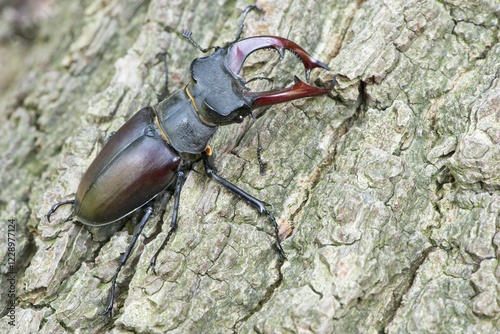 Stag beetle (Lucanus cervus), male on bark, Emsland, Lower Saxony, Germany, Europe photo