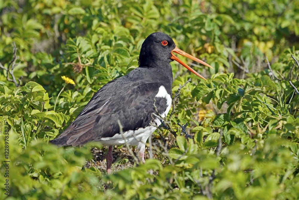 Fototapeta premium Eurasian oystercatcher (Haematopus ostralegus) in the bush, North Sea island Helgoland, Germany, Europe