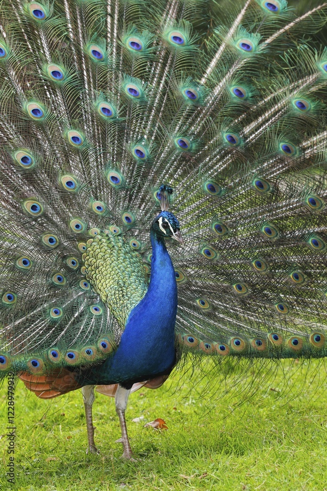 Fototapeta premium Peafowl (Pavo cristatus), courtshiping cock, Germany, Europe