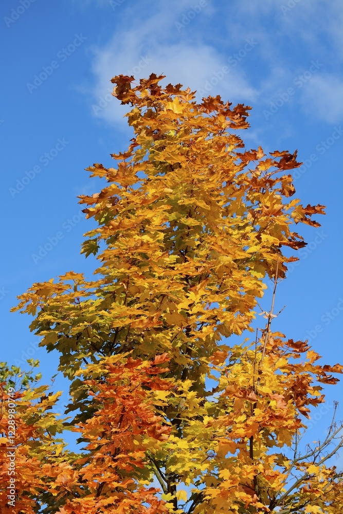 Maple (Acer), with autumn foliage against a blue sky, Ystad, Sweden, Europe Maple (Acer), with autumn foliage against a blue sky, Ystad, Sweden, Europe