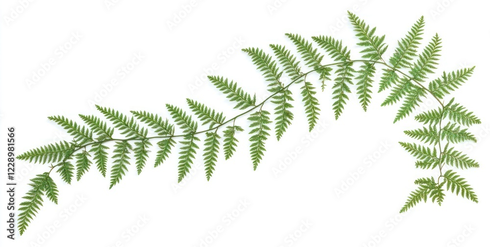 Lush green fern vine isolated on white background. Lush green fern vine isolated on white background.
