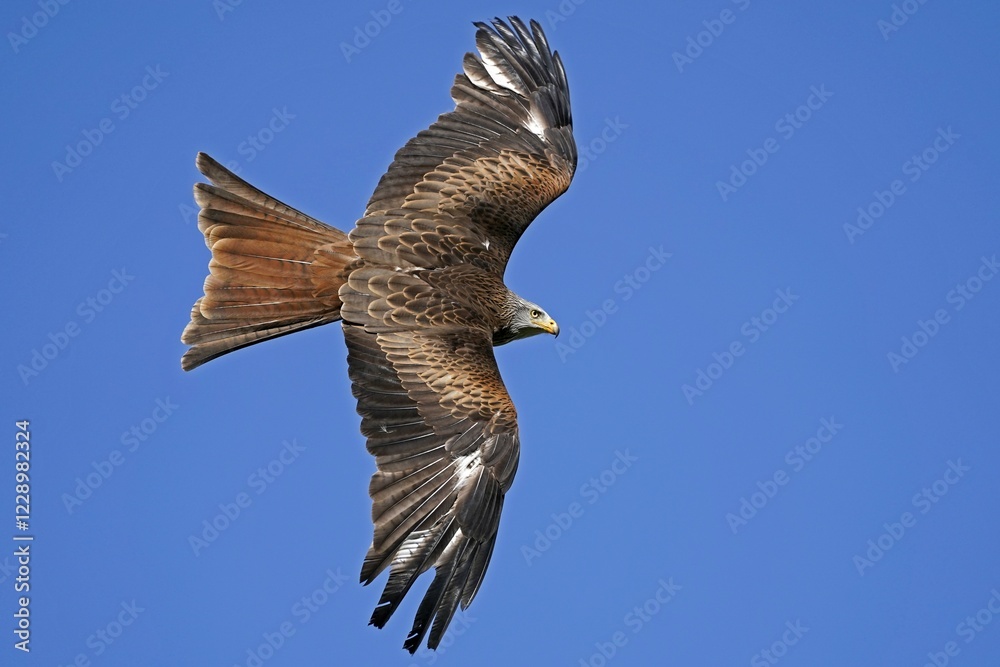 Fototapeta premium Red kite (Milvus milvus) flying, Germany, Europe