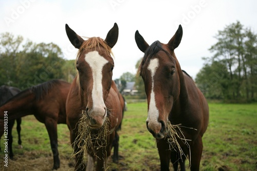 Two young horses eating hey on a meadow, Wohldorf, Hamburg, Germany, Europe