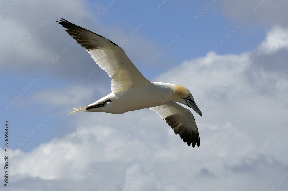 Northern Gannet (Sula bassana) in flight, Heligoland, Schleswig-Holstein, Germany, Europe Northern Gannet (Sula bassana) in flight, Heligoland, Schleswig-Holstein, Germany, Europe