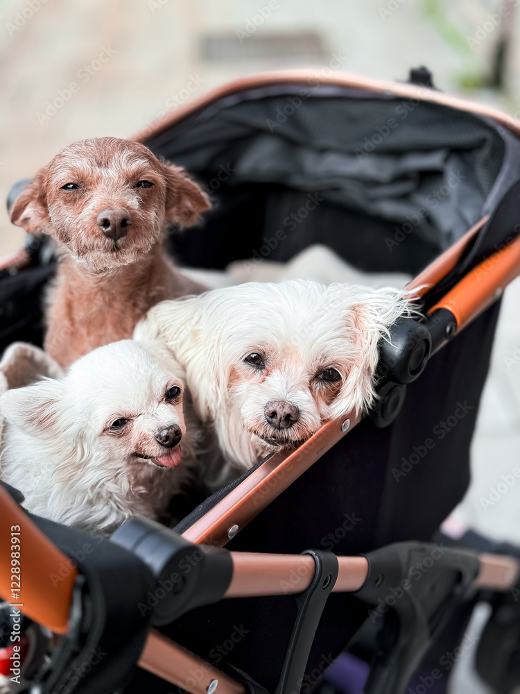 Three old small dogs resting in a stroller in the fresh air Three old small dogs resting in a stroller in the fresh air