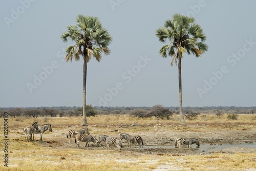 Plains zebras (Equus burchelli) at a waterhole, Etosha National Park, Namibia, Africa photo