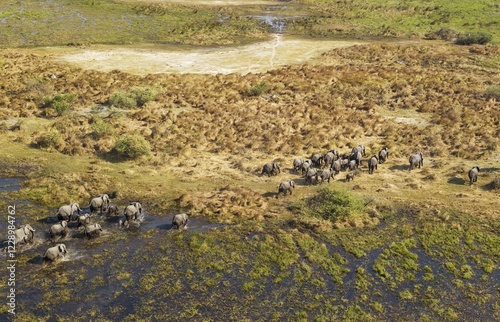 African Elephants (Loxodonta africana), breeding herd, roaming in a freshwater marsh, aerial view, Okavango Delta, Botswana, Africa photo