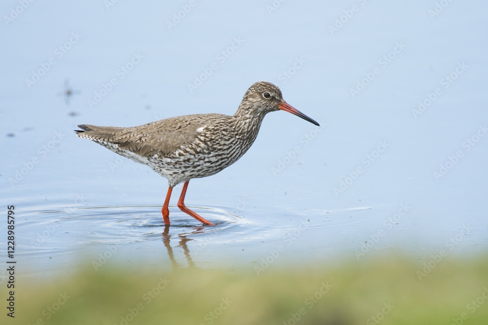 Redshank (Tringa totanus) in the mudflat, Langeoog, East Frisia, Lower Saxony, Germany, Europe Redshank (Tringa totanus) in the mudflat, Langeoog, East Frisia, Lower Saxony, Germany, Europe