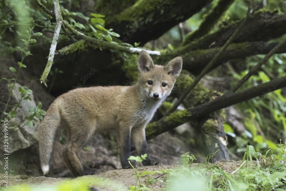 Fox (Vulpes vulpes), puppy, Hesse, Germany, Europe Fox (Vulpes vulpes), puppy, Hesse, Germany, Europe